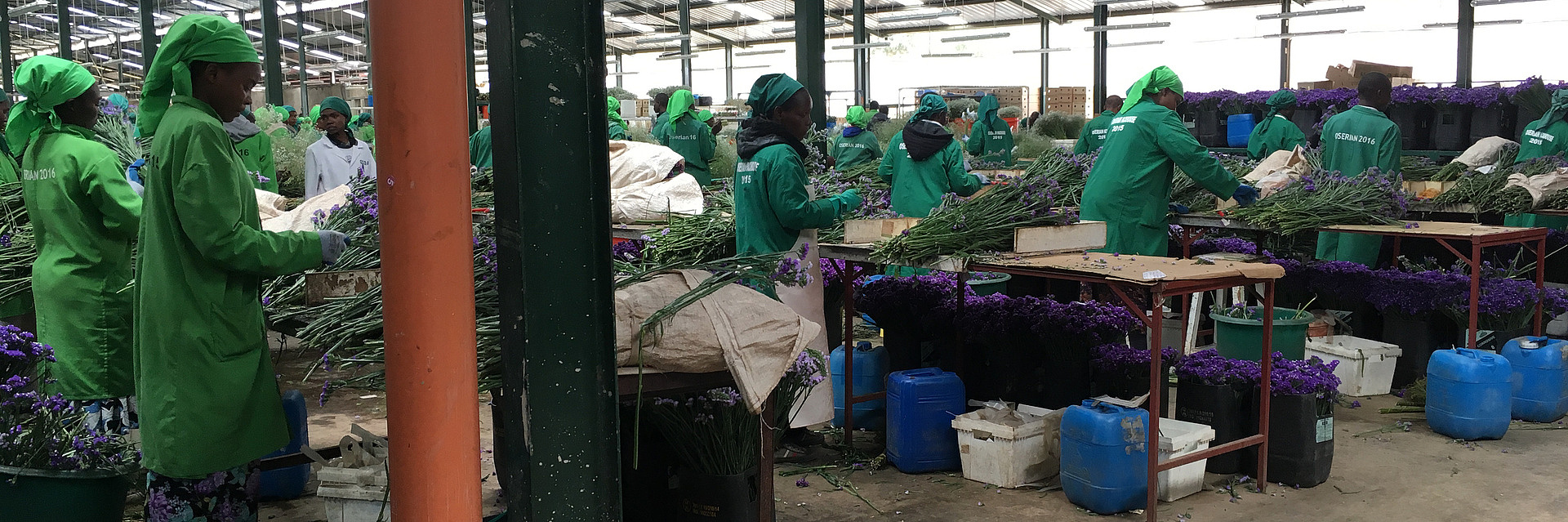 Arbeitende auf einer Blumenfarm in Kenia