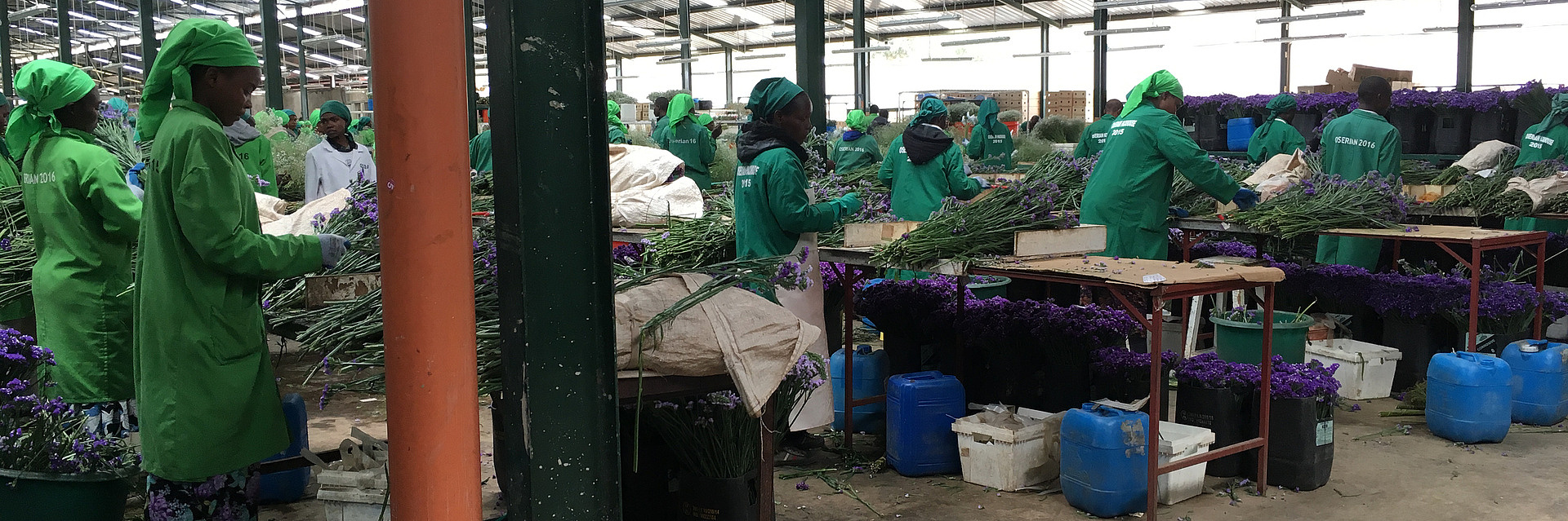 Arbeiter auf einer Blumenfarm in Kenia