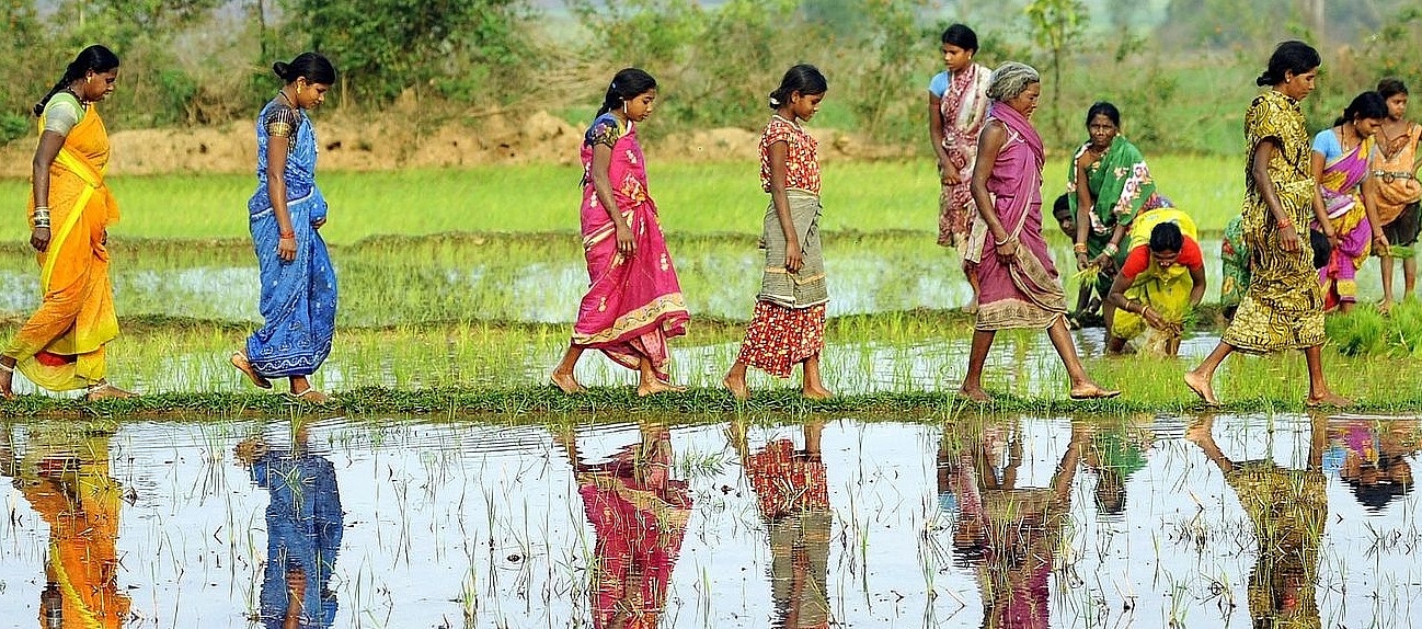 Frauen in traditioneller Kleidung gehen barfuß über einen schmalen Korridor aus Gras. Zu beiden Seiten Wasser und andere Frauen, die arbeiten