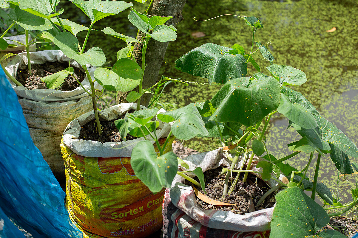 Gemüsepflanzen wachsen aus mit Erde gefüllten Plastiksäcken