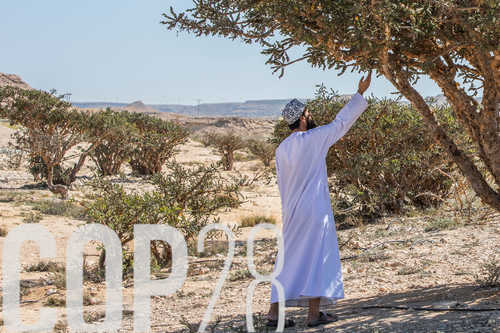 A man in a white robe stretches out his hand and reaches into an incense tree in the Dubai desert.