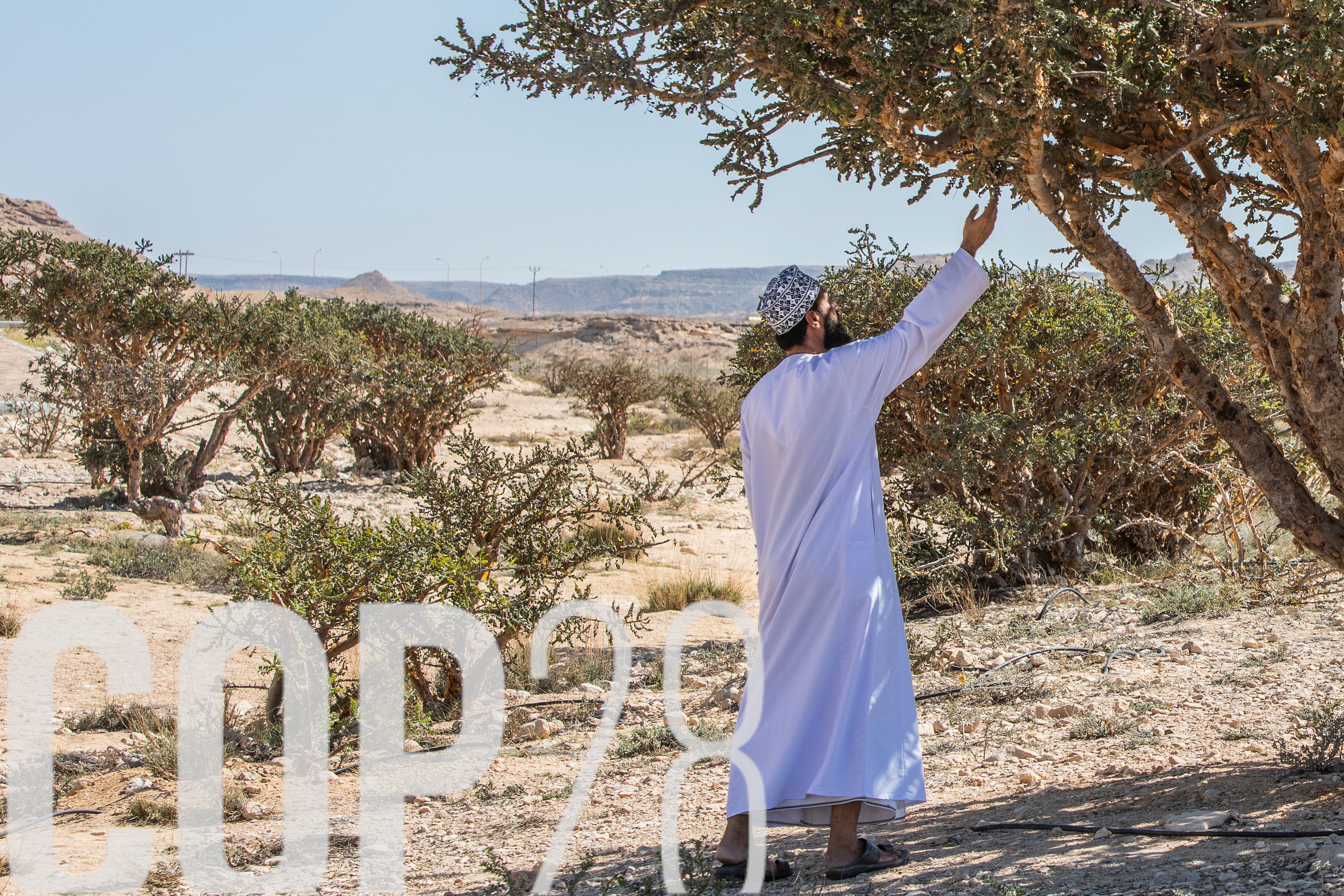 Ein Mann im weißen Gewand streckt seine Hand aus und greift in einen Weihrauchbaum aus, der sich in der Wüste Dubais befindet.