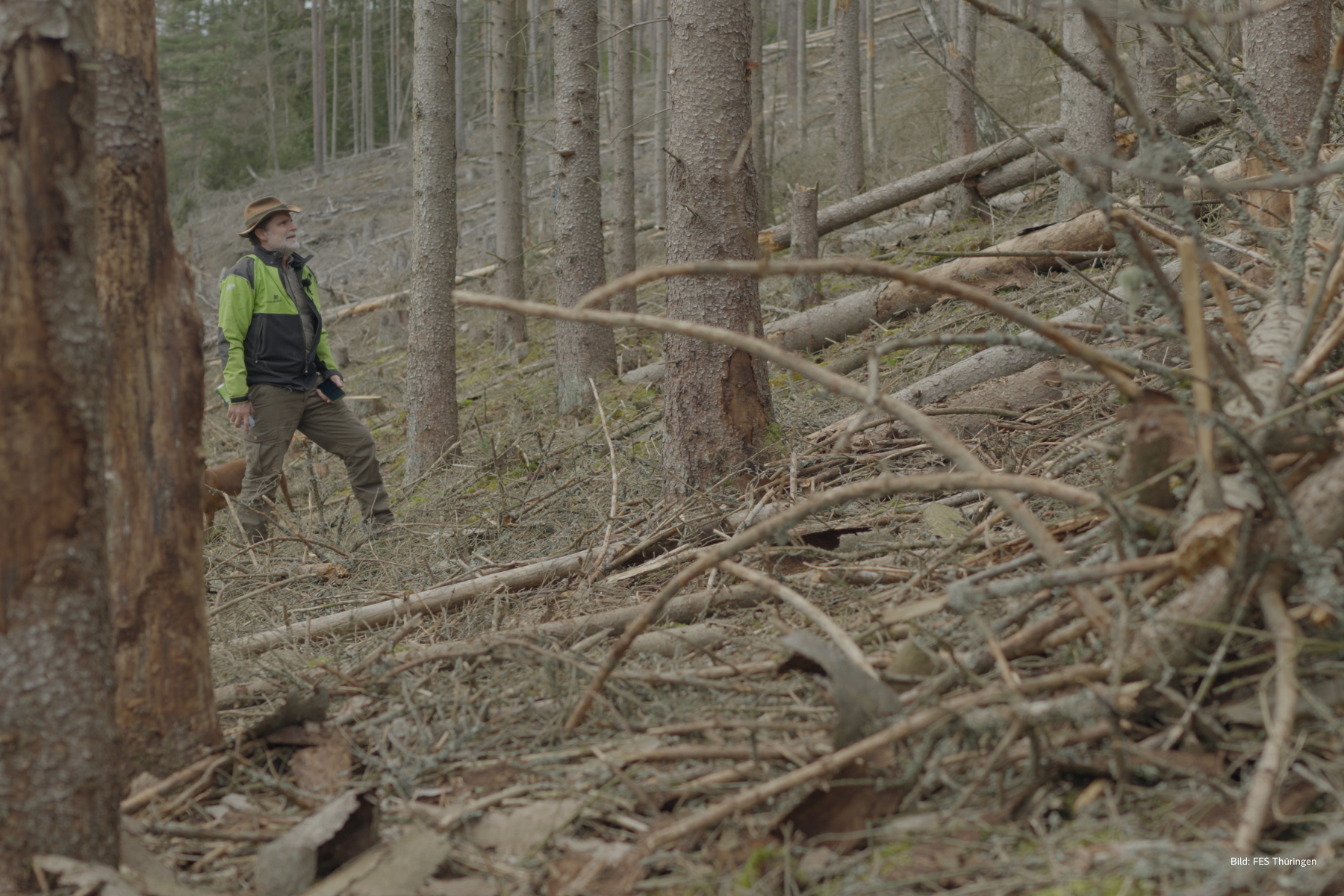 Förster im lichten, geschädigten Fichtenwald.