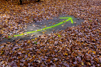 Generationswechsel in NPOs: Foto von Pfeil auf Biden mit Herbstlaub