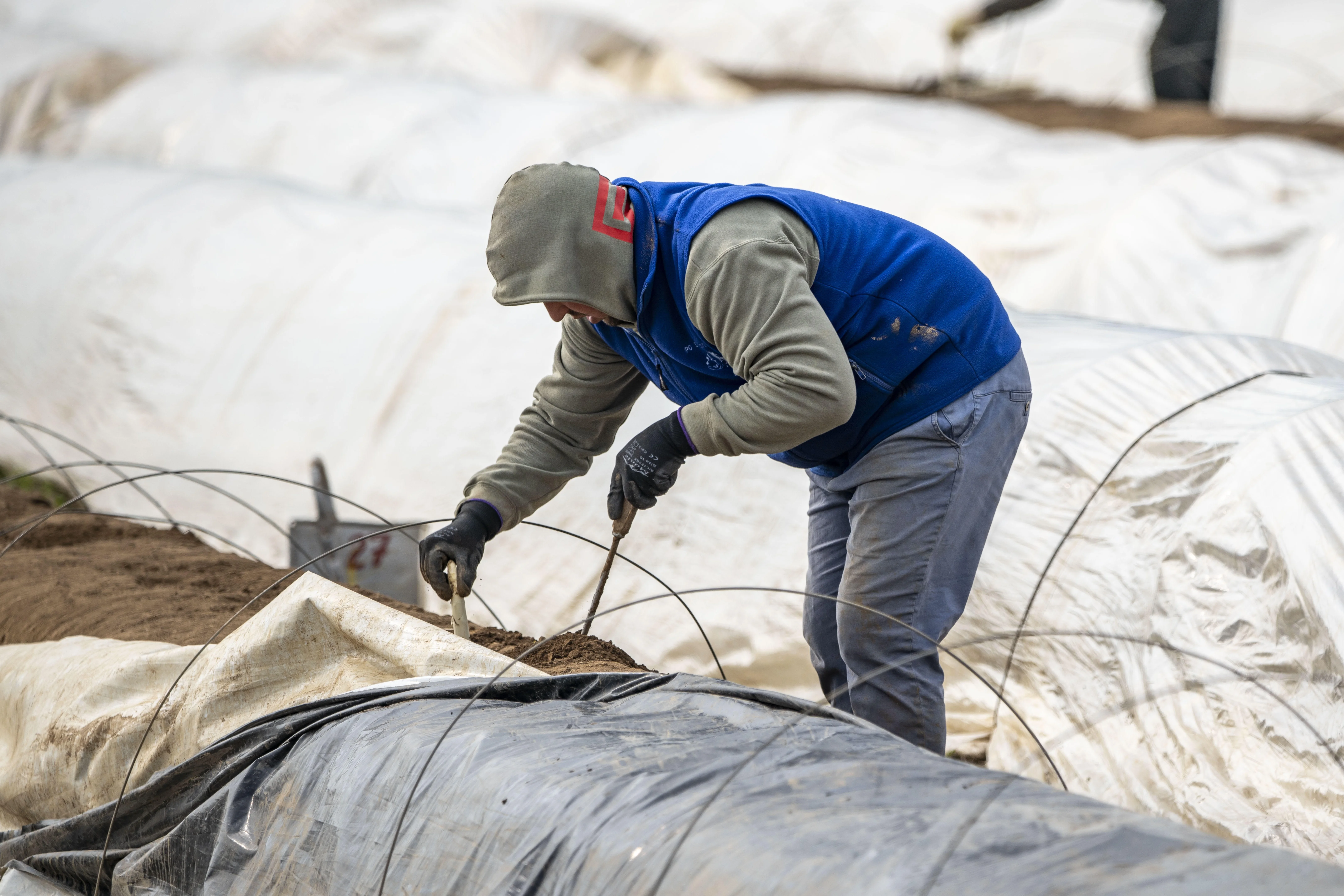 Person bei der Spargelernte