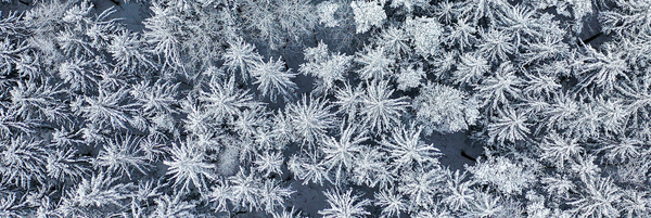 Luftaufnahme von schneebedeckten Bäumen