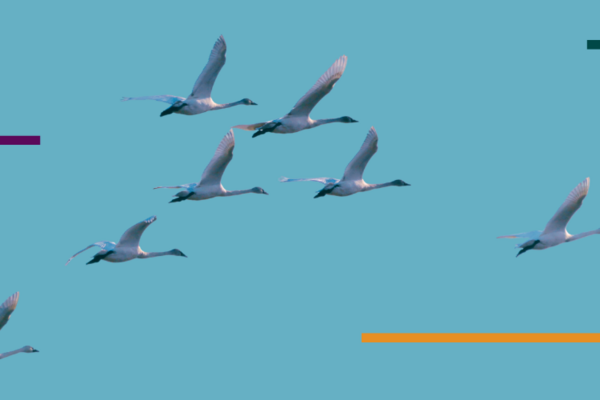 Zugvögel vor blauem Hintergrund.