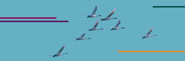 Zugvögel vor blauem Hintergrund.