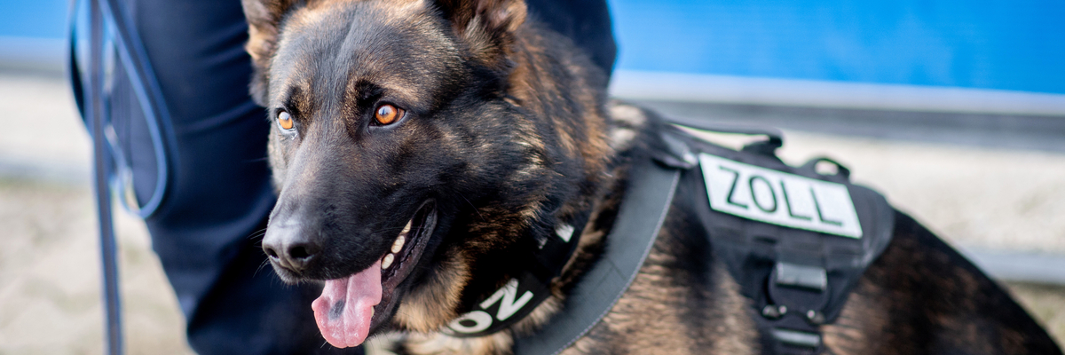 Ein Drogenspürhund mit einer Zollbeamtin