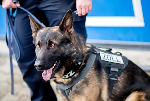Ein Drogenspürhund mit einer Zollbeamtin