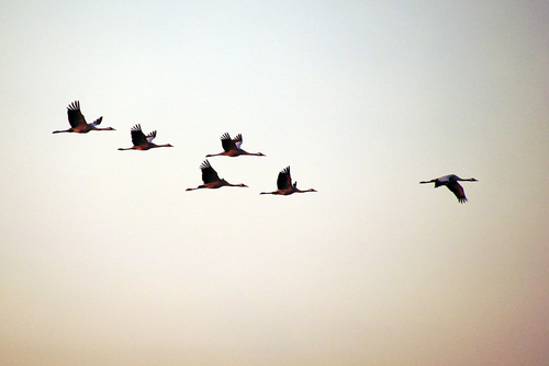 Flying cranes